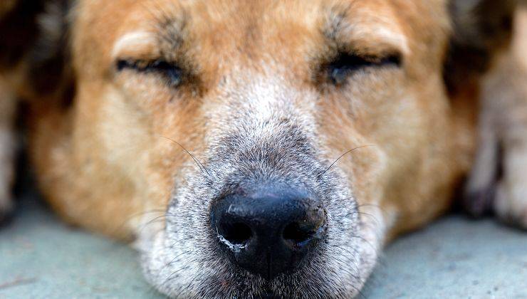 Cane ha gli occhi chiusi