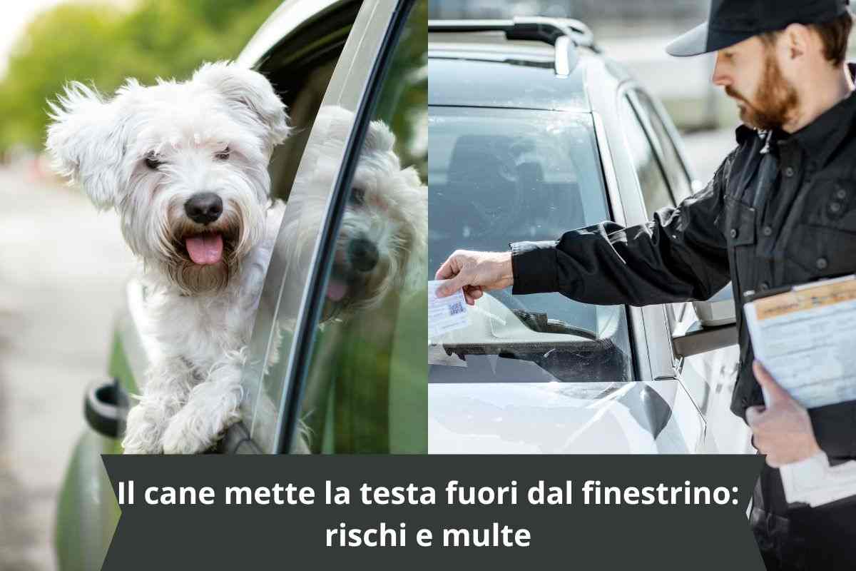 Cane con la testa fuori dal finestrino e multa del vigile