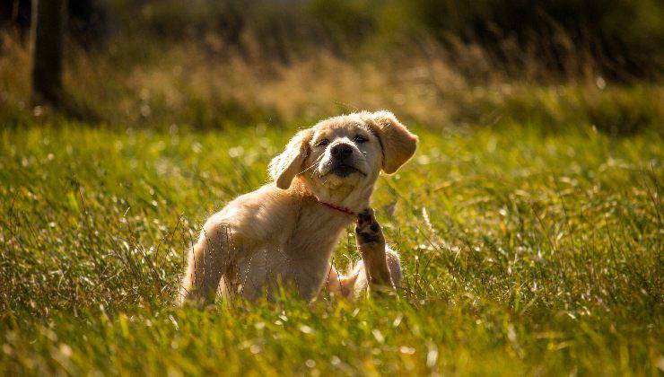 cucciolo di cane che si gratta