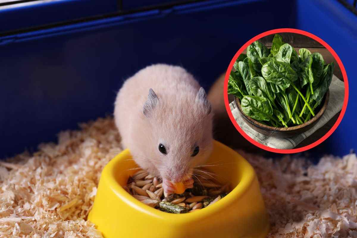Criceto mangia gli spinaci nella ciotola
