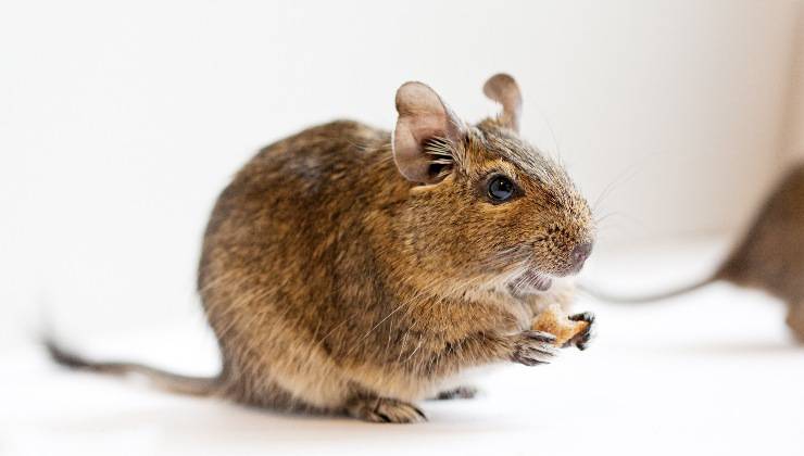 degu mentre mangia