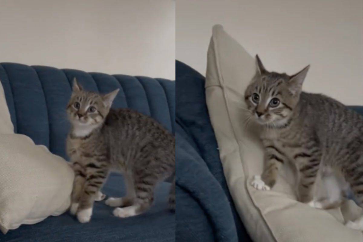 La gattina Olive sul divano