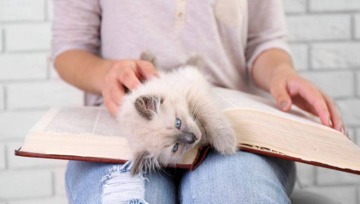 Gatto vuole essere il capo e decide di avere le coccole mettendosi sul libro della sua umana