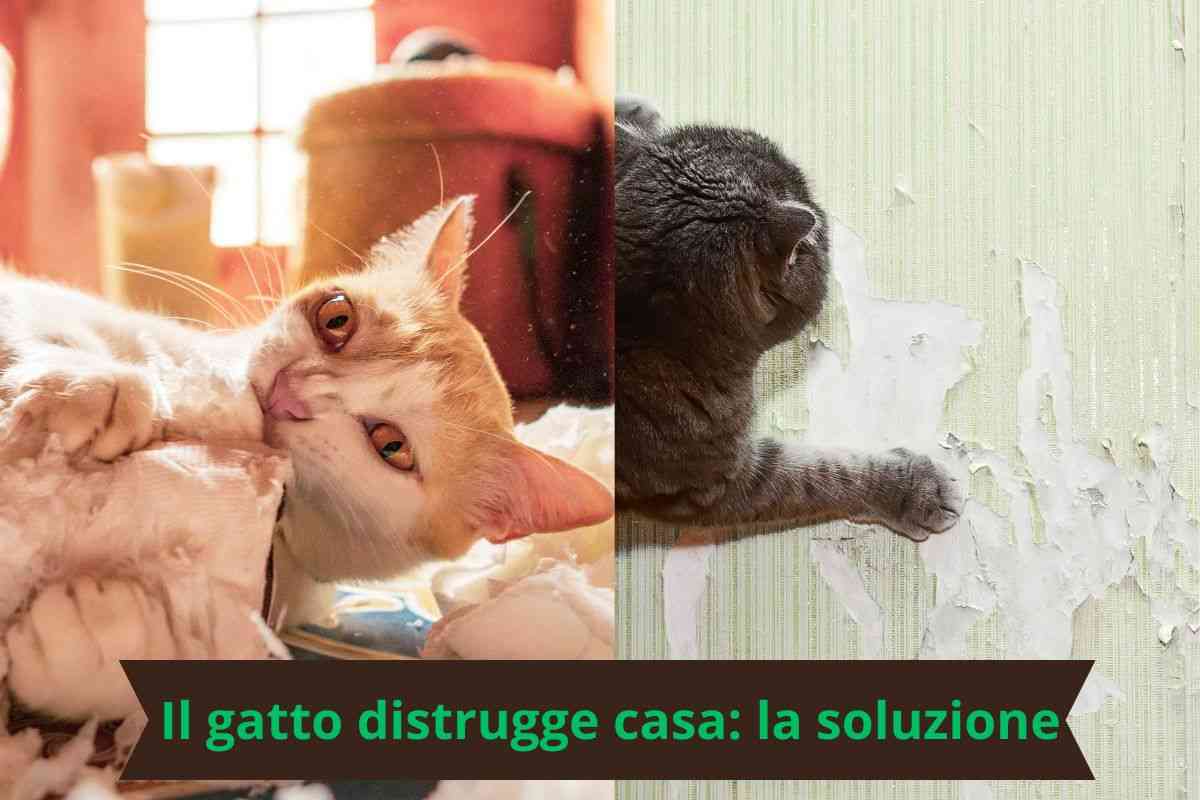 Gatto mangia tessuti e graffia il muro