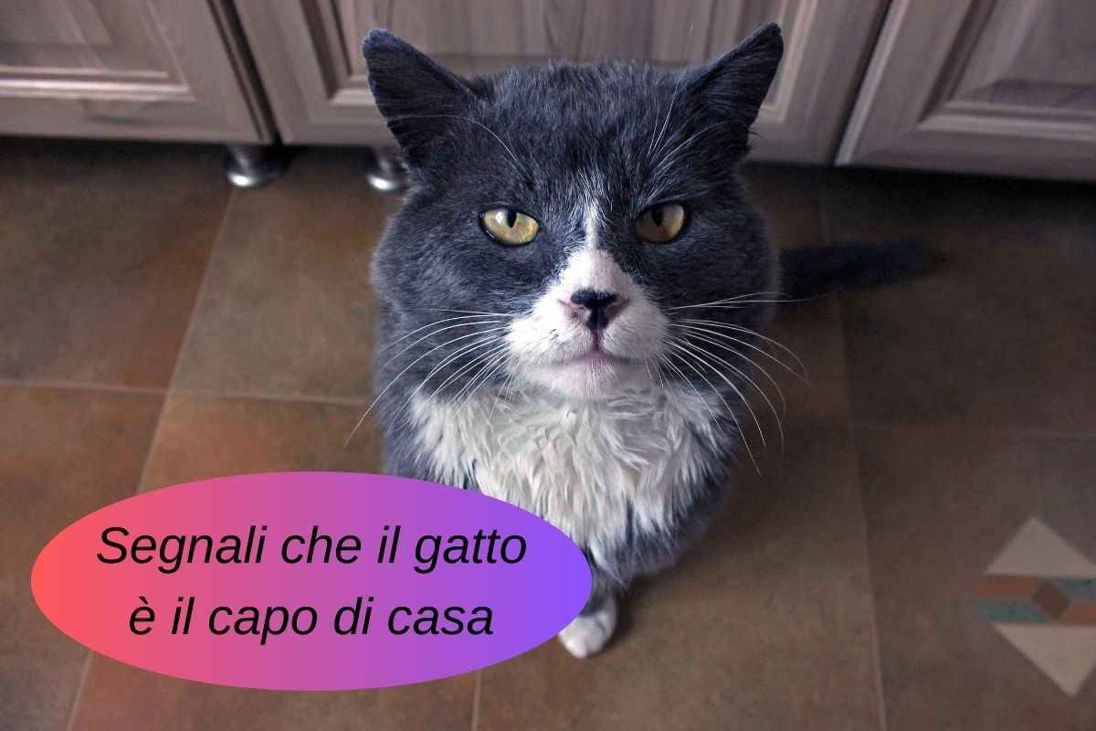 Gatto grigio e bianco presenta lo sguardo di chi comanda in casa