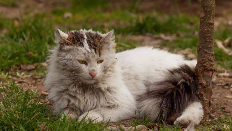 Il gatto si sporca in giardino