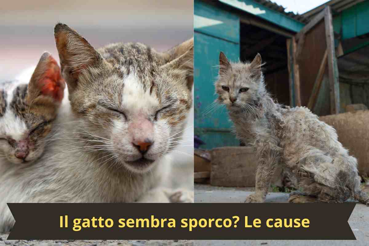 Gatti sporci e dal pelo secco