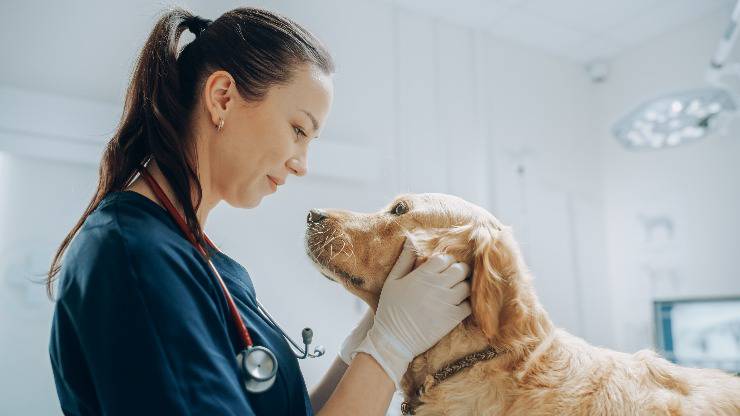 Veterinaria che tiene il viso del cane tra le mani