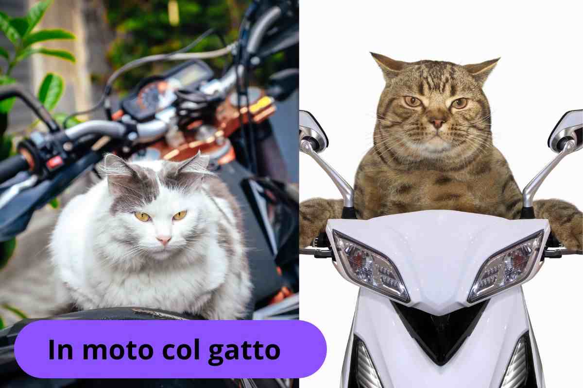 Gatto sulla sella e gatto guida la moto