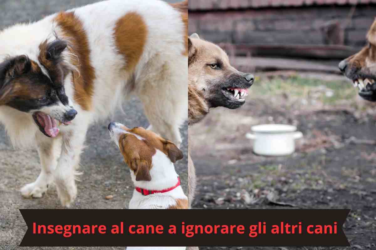 Cani aggrediscono altro cane 