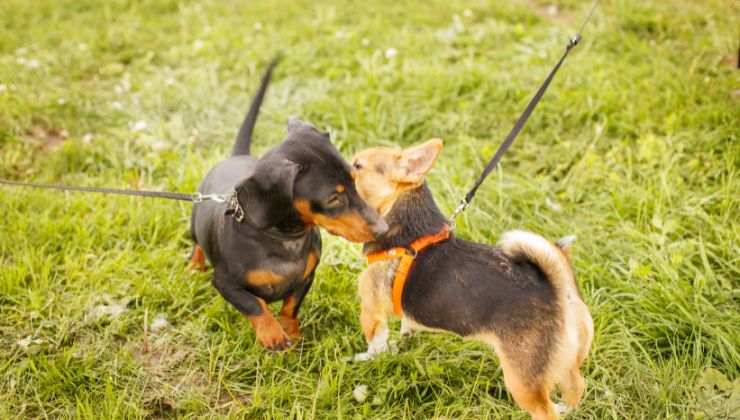 Cani che socializzano