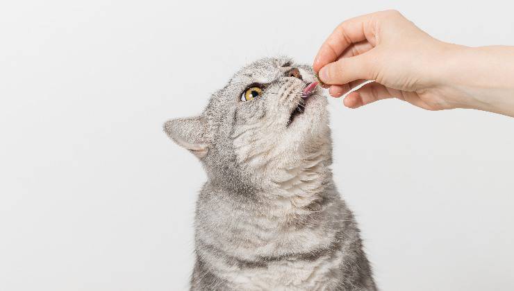 gatto che assume integratori per spasmi
