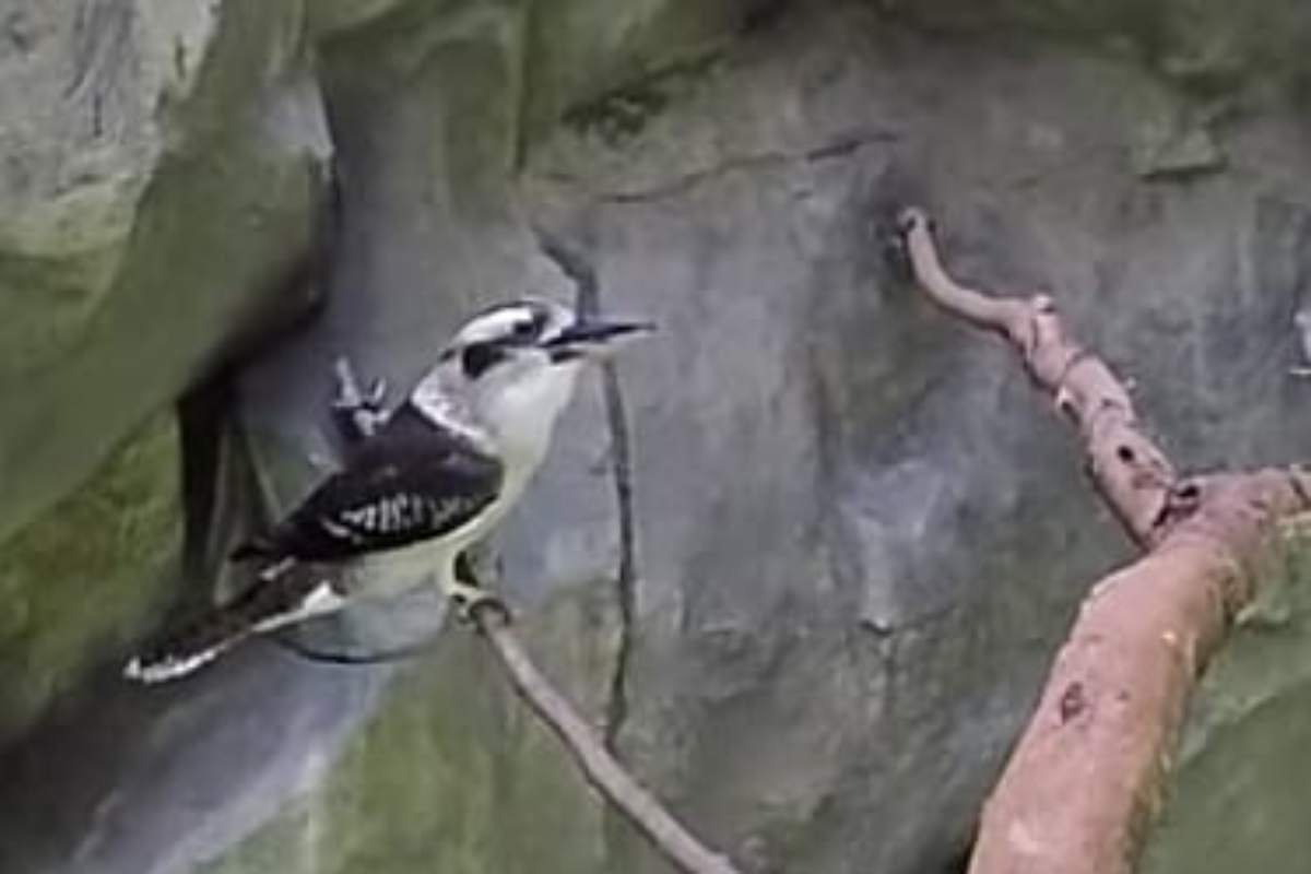 Non conosci il Kookaburra?