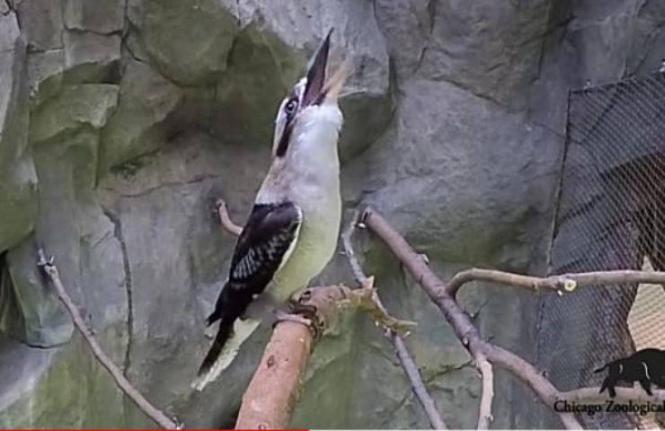 Non conosci il Kookaburra?