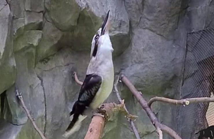 Non conosci il Kookaburra?