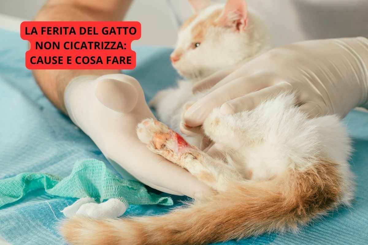 Gatto ferito