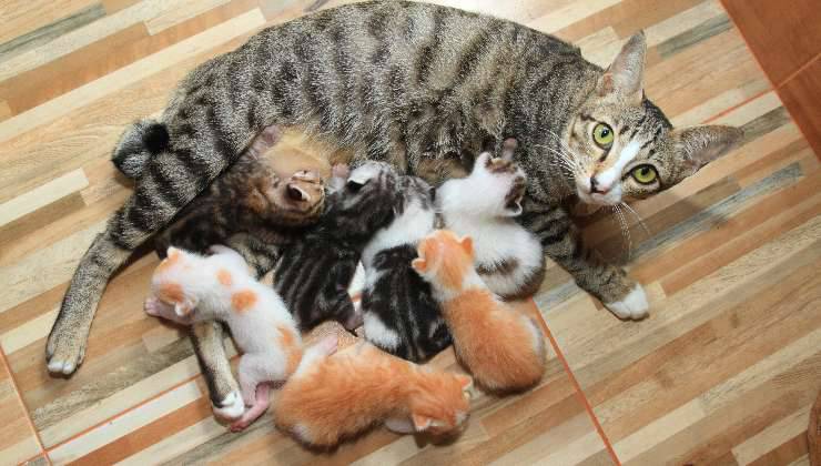 gatta non sterilizzata e i suoi gattini