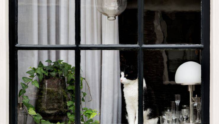 Gatto in casa alla finestra