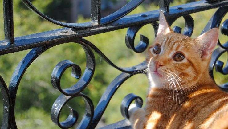 Gatto sul balcone