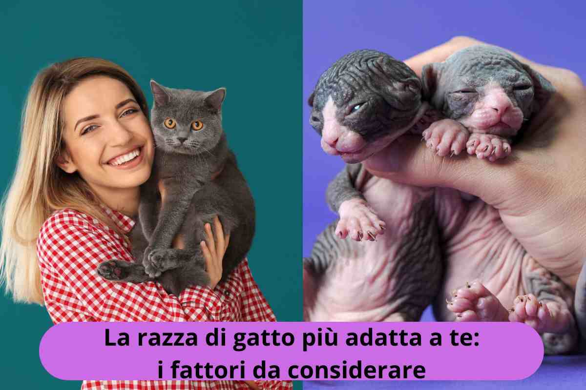 Gatto adulto e gattini appena nati