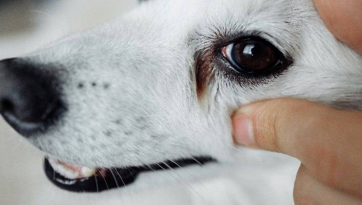 lacrimazione nell'occhio del cane