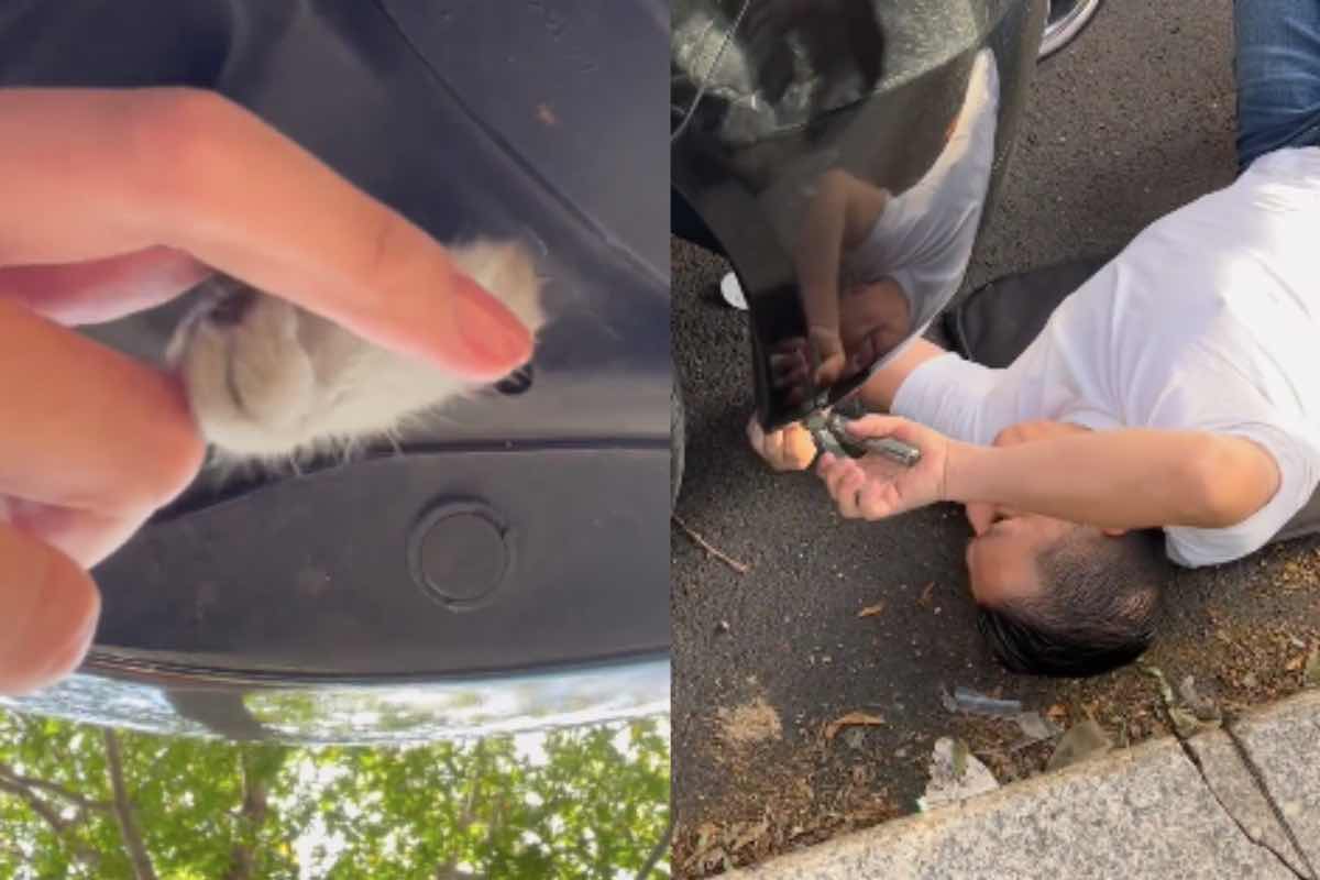 La gattina incastrata nell'auto