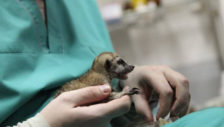 suricato domestico dal veterinario