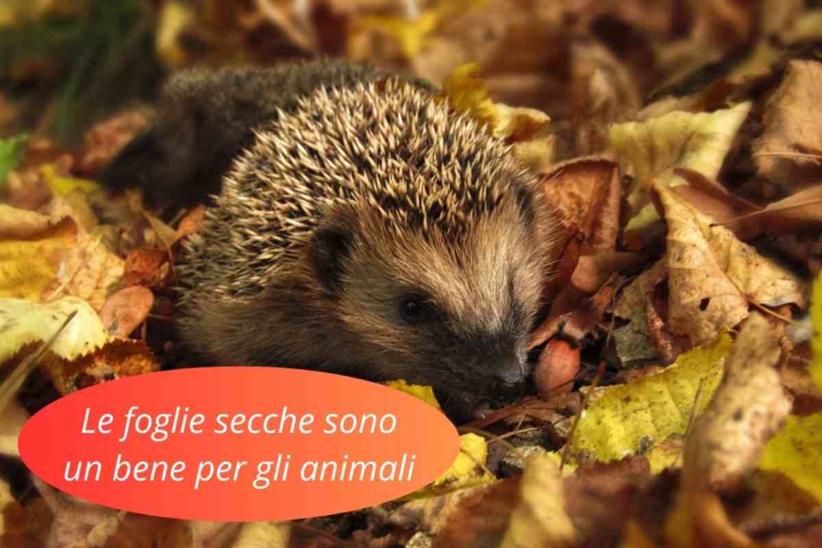 Riccio cammina sulle foglie secche e gialle che sono un bene per gli animali