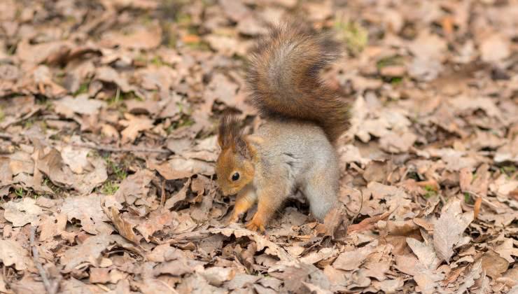 Scoiattolo seduto tra le foglie secche che sono un bene per gli animali