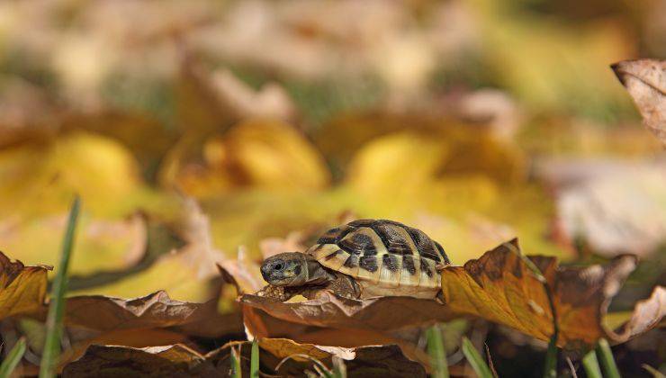 Tartaruga di terra cammina tra le foglie secche che sono un bene per gli animali