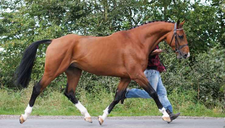 cavallo in movimento