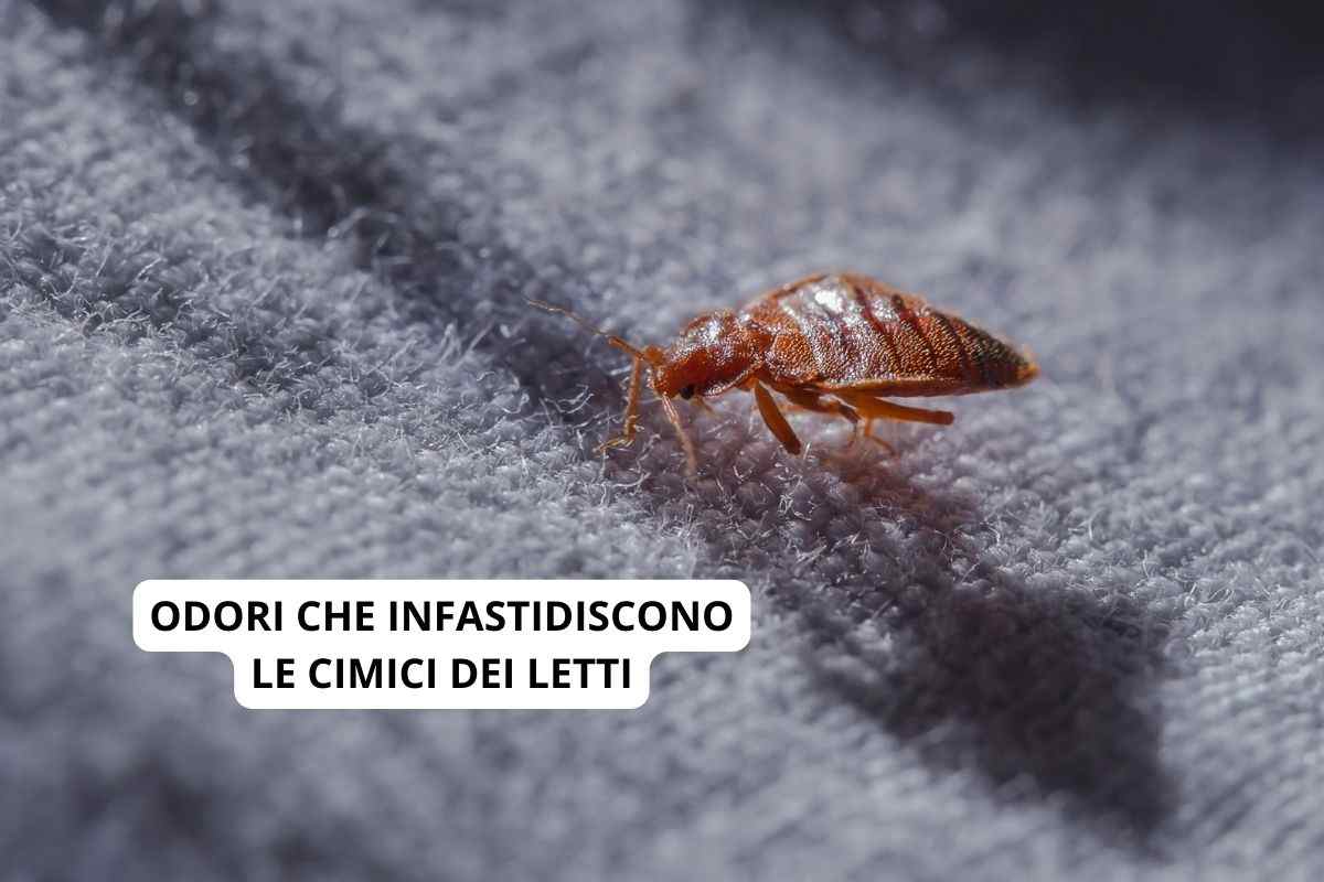cimice dei letti con odori che la infastidiscono