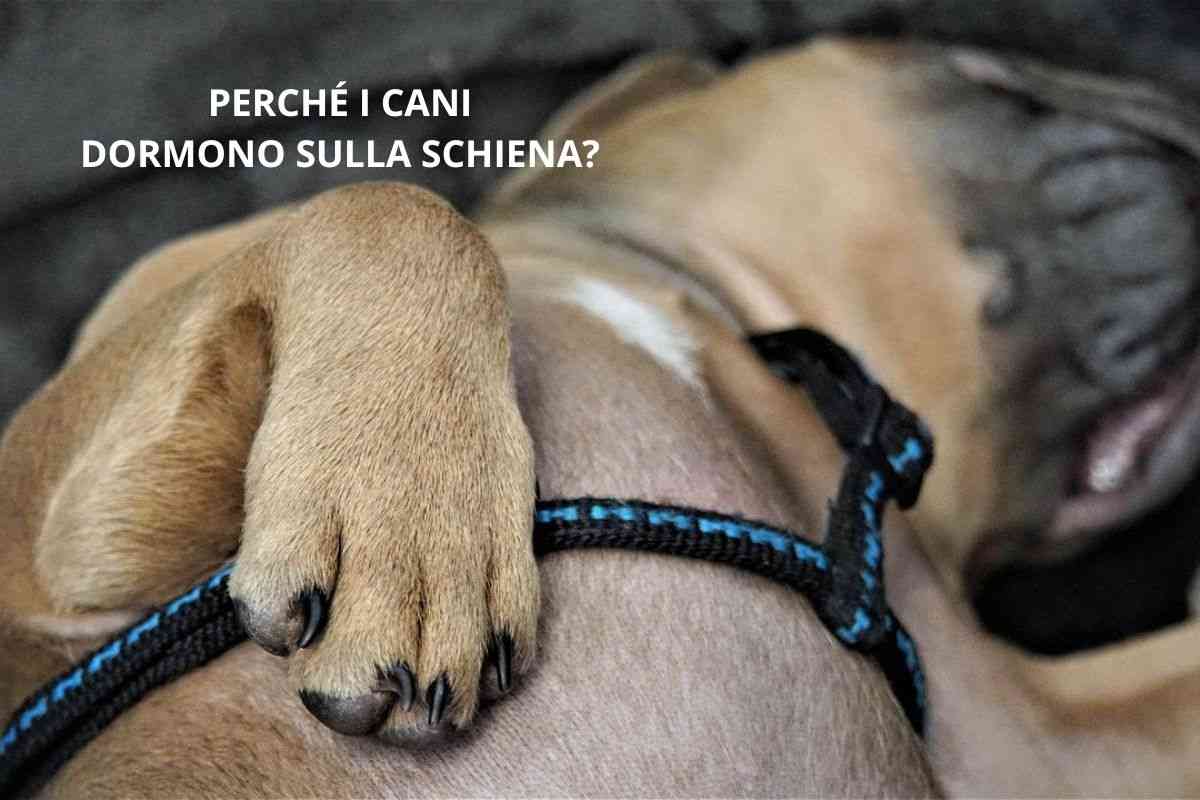 Cane dorme sulla schiena