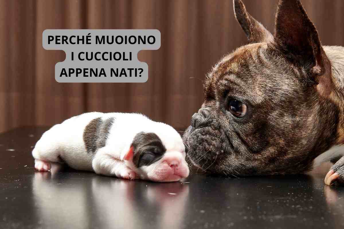 Cane con cucciolo appena nato