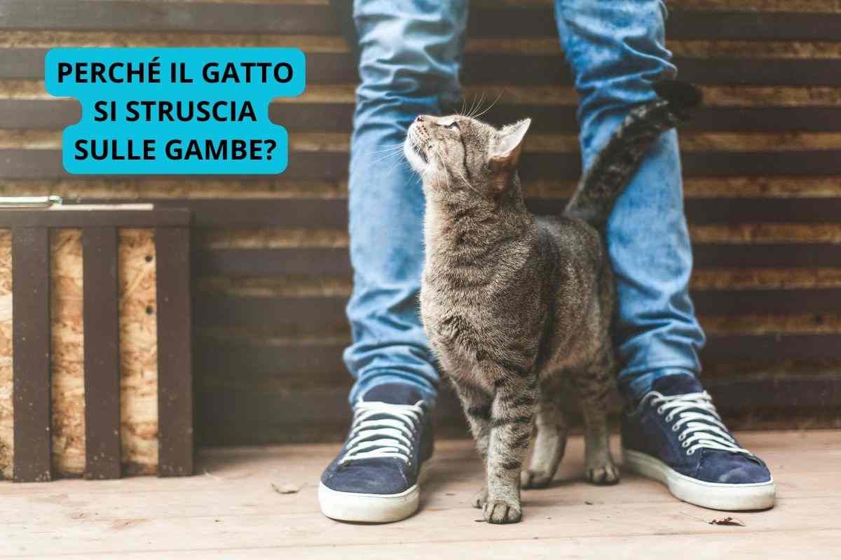 Il gatto si struscia sulle gambe