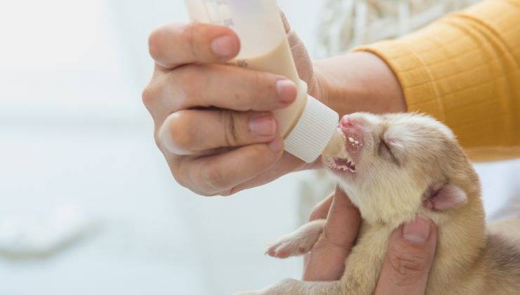 Poppata al cucciolo di cane