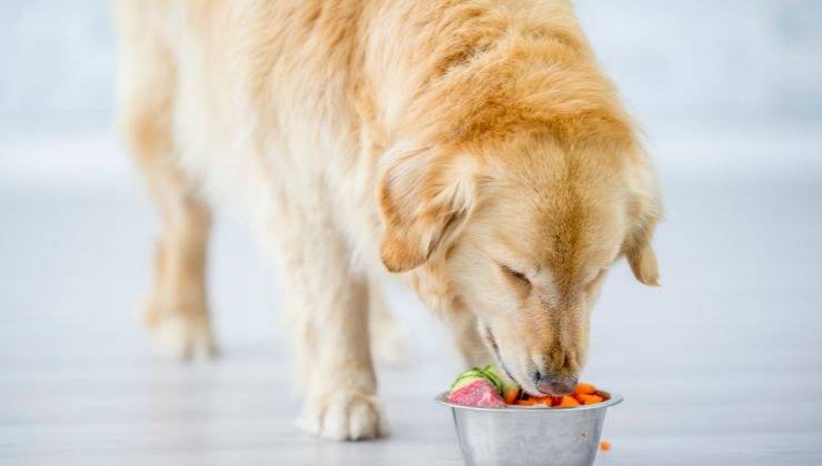 Cane adulto mangia