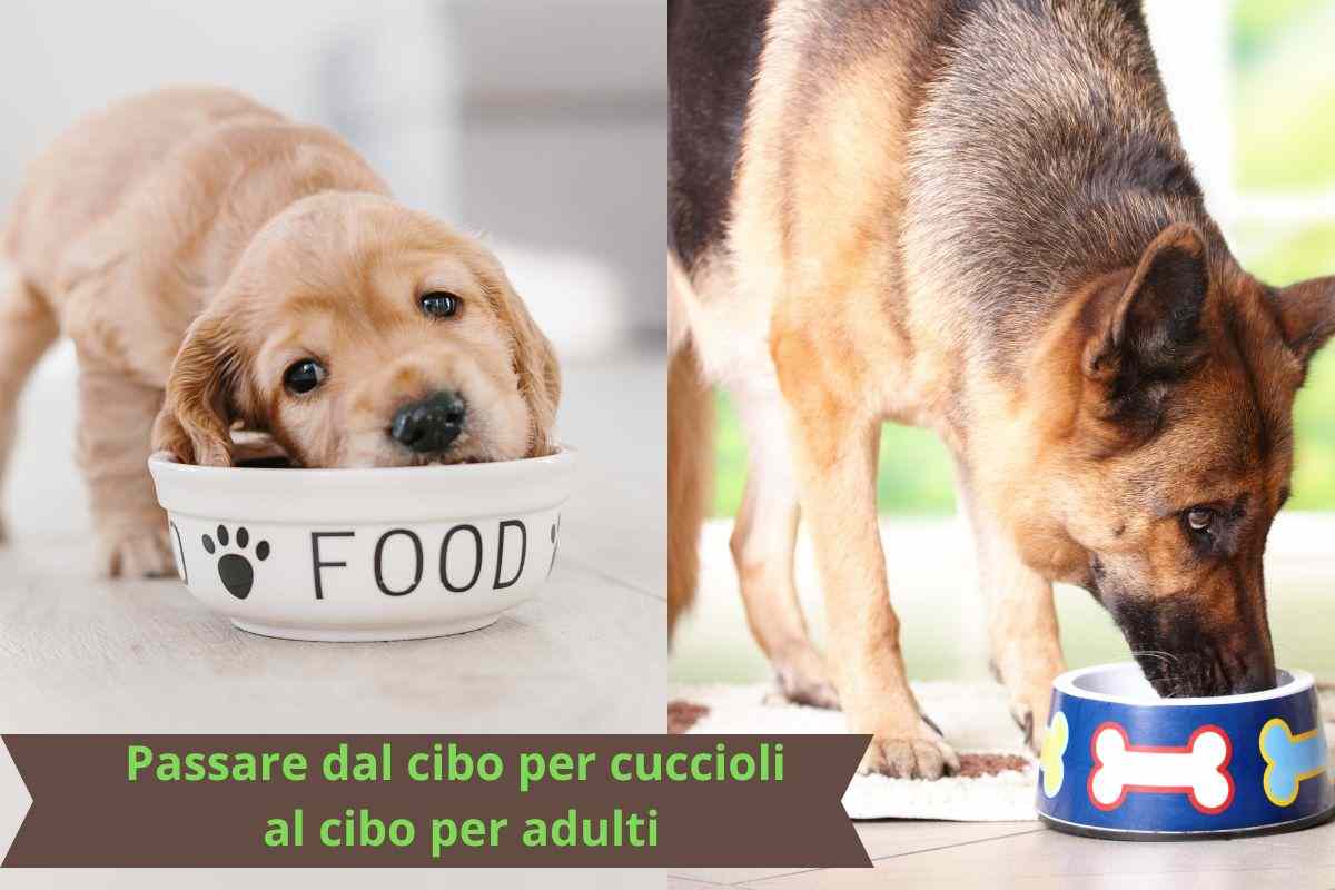 Cucciolo mangia e cane adulto mangia