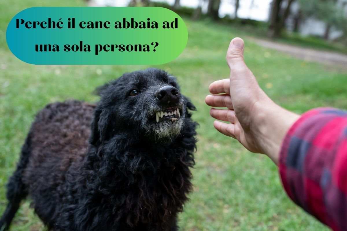 Cane abbaia verso una persona 