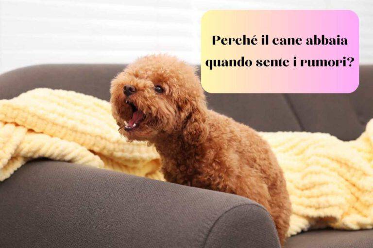 Perché il cane abbaia quando sente un rumore? I possibili motivi