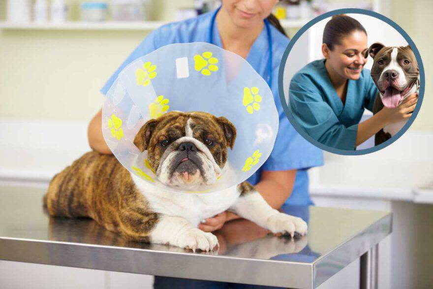 Cane in cura dal veterinario