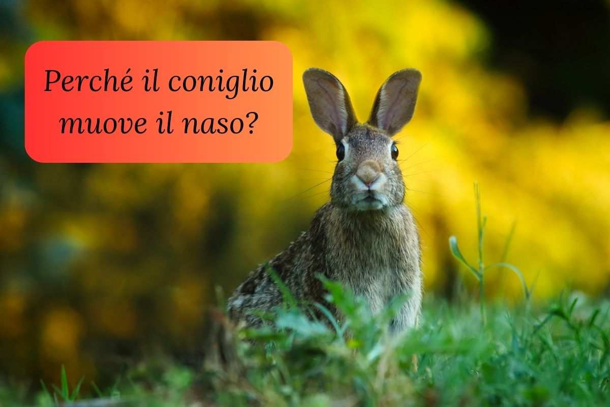 Coniglio nel prato con orecchie alzate muove il naso