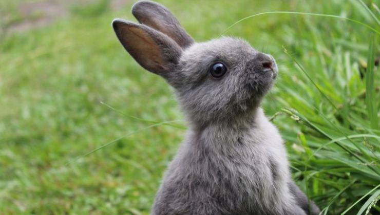 Coniglio grigio in piedi con le orecchie alzate muove il naso