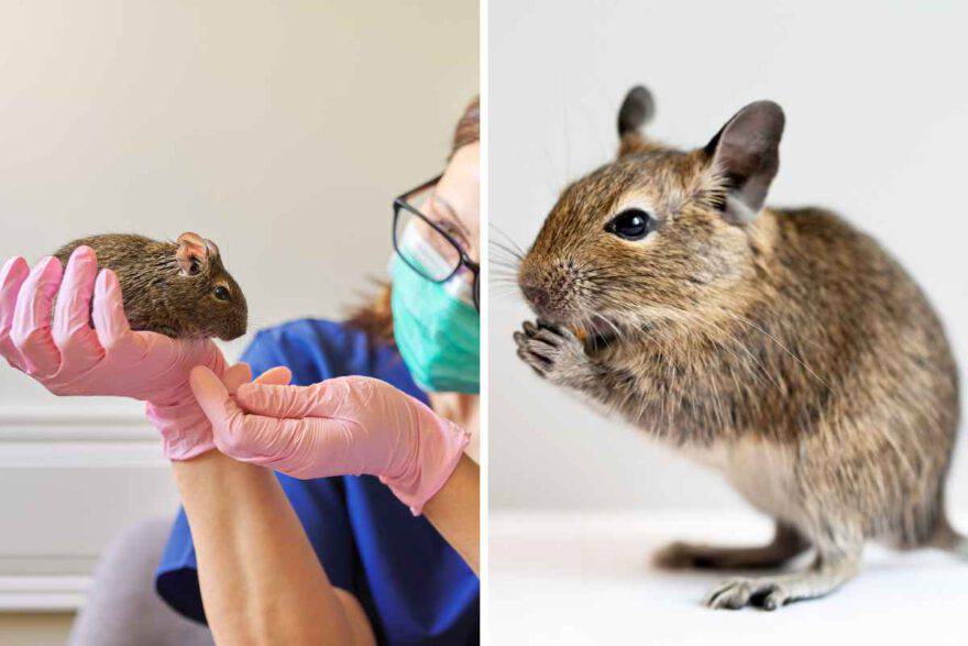 degu nelle manie della veterinaria