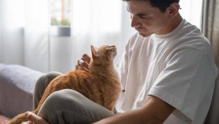 Il gatto arancione controlla il respiro dell'uomo e lo sveglia dal sonno