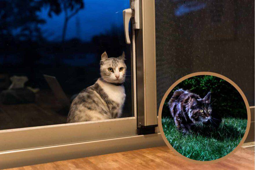 gatto di sera alla finestra
