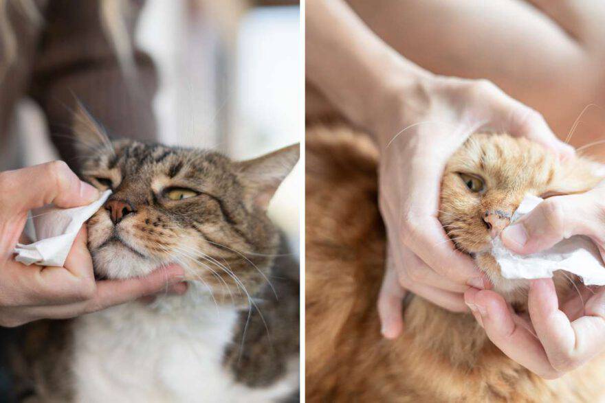 trattamento del naso secco nel gatto