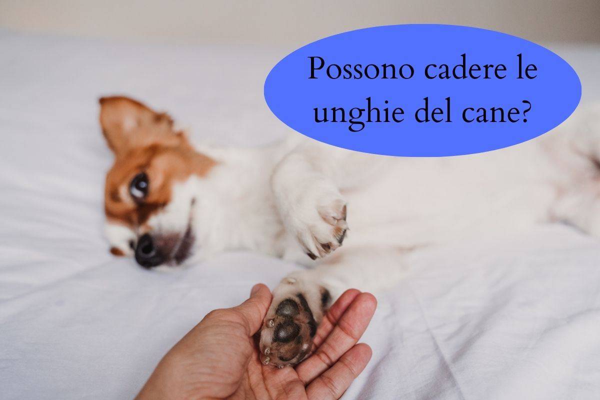 Uomo controlla unghie del cane