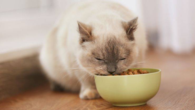 Gatto mangia dalla ciotola