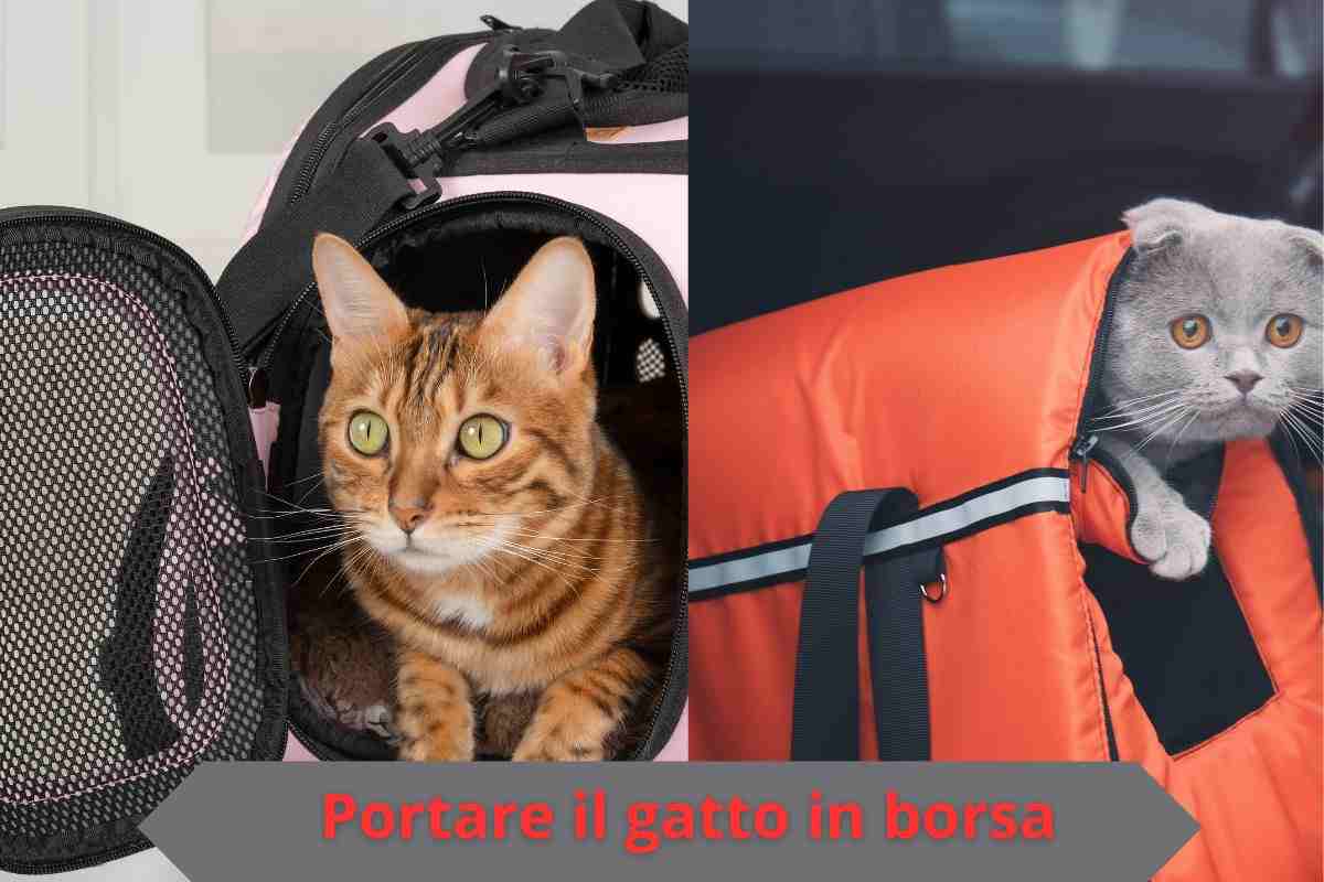 Gatto nel trasportino e gatto in borsa